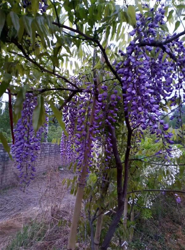 紫藤圖片