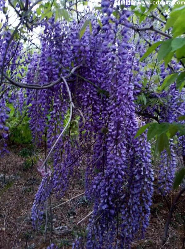 紫藤圖片