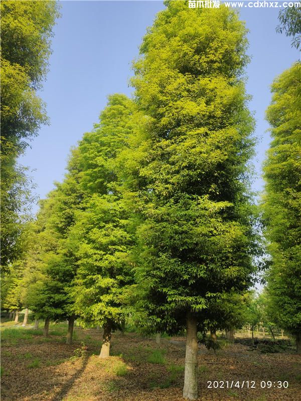 金絲楠木樹苗圖片
