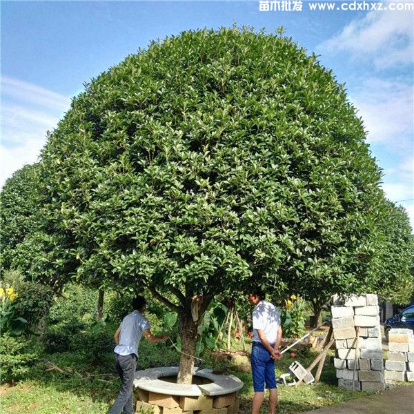 八月桂花樹10公分價格，高桿樹冠（W）300~350cm