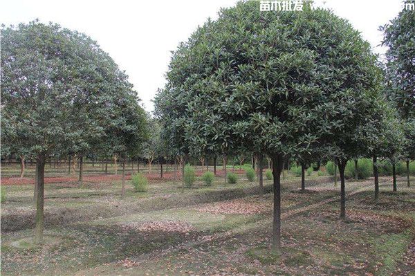 八月桂花樹10公分價格，高桿樹冠（W）300~350cm