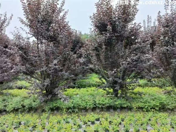 四川可以種植紫葉李嗎？