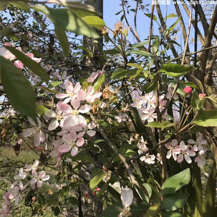西府海棠花朵圖片
