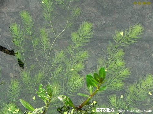金魚藻圖片水中的實拍